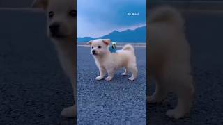 Bestfriendship Puppy & Bird 🐦🐕🥰#ds_media #cutepuppy #doglover #petlover #ytshorts #viralvideo