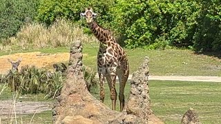 Kilimanjaro Safari at Disney’s Animal Kingdom 4.29.24