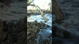 Sponge gourd plants were watered #nature #farming #spongegourd #shorts