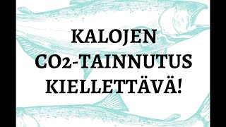 Auta kieltämään kaloille tuskallinen CO2-tainnutus! | #kalarakas