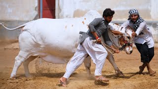 HUGE RUNNING COW IN FARM || JAMAL CATTLE FARM || BIGGEST BULLS IN PAKISTAN