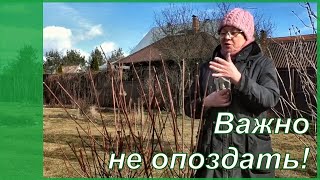 Гортензия метельчатая -  обрезка весной. Когда? Зачем? Как?