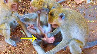 Help me! tiny baby is really feeling unhappy after monkey Ratin by distraction