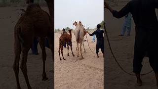 أناس من منطقة الصحراء يستخرجون الماء من البئر باستخدام جمل #ytshorts #camelinthedesert #shorts