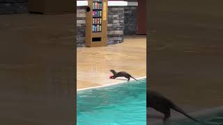 She dropped a can of soda in Seaworld pool and this happened… #seaworld #otter #mrbeast  #trending