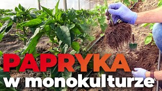 Przygotowanie gleby pod paprykę uprawianą w monokulturze