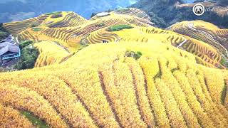 Longji Terraces.  Guilin