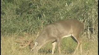 Mature Buck Browses with Doe and 5 Month Old Twins