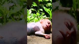 #monkey #babymonkey #monkeycry #newbabymonkey #newbornbaby #fbreel #facebook #short #shortvideos #Mo