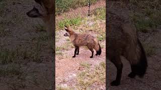 Bat-eared fox sound#best #lovelife #africa #amazing #conservation