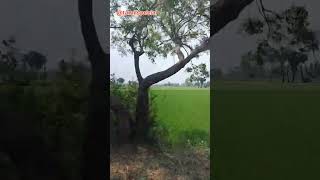 Chennai Village | Kaliyanur | Nature | இயற்கை அழகு | AR Rahman songs | Ajith Song | Chennai Trip