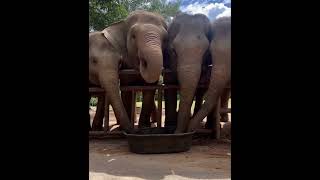 Group of elephants eat together #friends #elephant #cute #funny