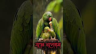 #shortsvideo #naturbeauty #shorts #viralvideo #viralshort #birds #motherlove #islamisong #ইসলামিগান