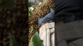 Capturing my first swarm of honey bees in 2024. #HandsomeOrHandy #SaveTheBees #Beekeeping