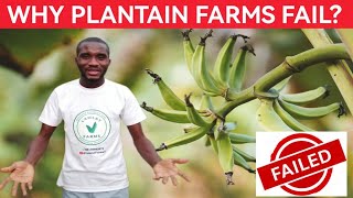 Why Many New Plantain Farms Fail