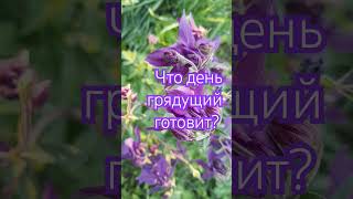 Что день грядущий готовит? #психология #энергия #лето #любовьксебе@julpatova_34