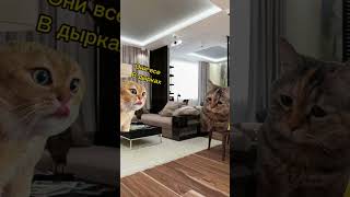 Мемные котики#russia#tiktok#рекомендации#рек#capcut#cat#catvideos#edit#мем#россия#приколы#хочуврек