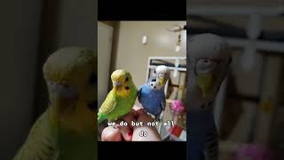 Wild Budgies VS Captive Budgies