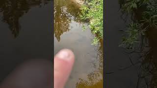 TINY ULTRA Clear river holds so many pike!!!