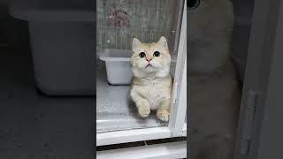 Cute cats #youtubeshorts #cats #cat #pets #tiktok