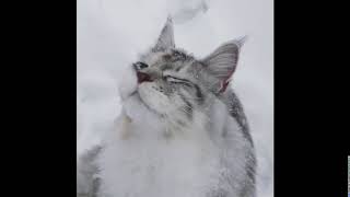 Outdoor: Snow cat