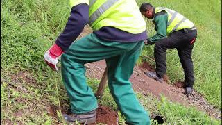 Sustainable forestry on St Helena