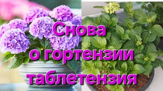 Появились корешки🌸 Будут ли саженцы в продаже?