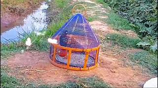 Teetar (Grey Francolin) and Black Francolin Call in Open Fields | Bird Sounds in Nature