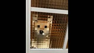 How di you think he sees us? #dog #viralvideo #doglover