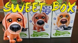 СВИТ БОКС Пушистики Доггивуд Щенята Сюрпризы SWEET BOX