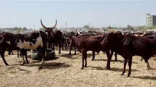 Chad  - Cattle Market in Ndjamena