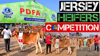 JERSEY HEIFERS COMPETITION @PDFAPunjab