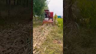 Tracked roller silage machine can collect both lying and standing straw ✨