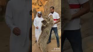 A young man gives milk to an animal and drinks it شاب يعطي الحليب لحيوان ويشربه