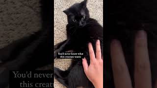 Where should you pet a cat? #blackcat