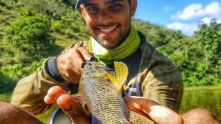 Pescaria de Traíra com direito a surpresa no fim. Tilapia no stick!