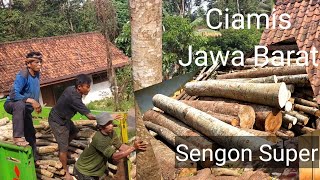 joss...sengon super. Boss senang semua pekerja bisa kompak dalam bekerja. Proses bongkar kayu sengon