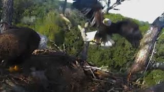 AEF-NEFL Eagles  12-30-15  Romeo Brings Gar For Dinner