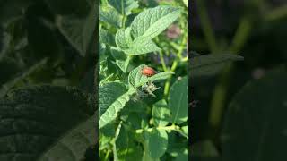 Gollum gardener finds potato beetles in the tater patch… #potatoes #homesteadgarden #vegetablegarden