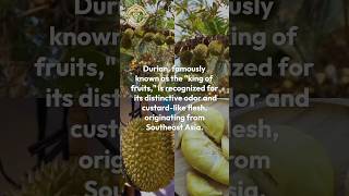 Is durian fruit good to eat?|Durian Fruit:Benefits and Uses #durian #fruit #shorts #mushtaqvibes #yt