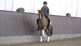 Ponydressur - den halve parade / Pony dressage - the half halt