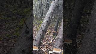 Triple Tree Felling - Alaskan Log Cabin #alaska #logcabin #bushcraft