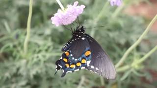 Butterfly - Phoenix Desert Botanical Garden - March 31, 2017