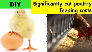 How to build DIY poultry feeders | Cheap & Durable