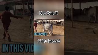 Heavy Cow 2024 🐄🔥 || #cow #mandi #2024 #cowmandiupdate