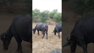 Buffalo eating grass #ytshorts #Buffalo #thar #animals #shorts #viralvedio #desertanimal #trees #pet