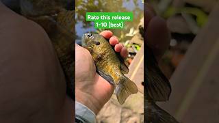 ouch that hurts #fishing #catchandrelease #sunfish #bluegill #shorts #trending #home