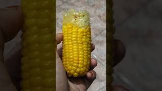 Jagung #corn #jagung #makanterus #delicious #yummy #makansehat #fypシ゚viral #fyp #jangkauanluas #food