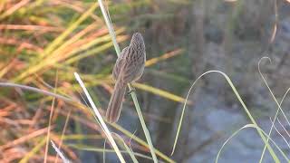 Striated Babbler