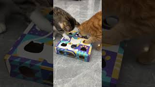 Puzzle toy box for cat, Link is on bio or copy:www.niopets.com